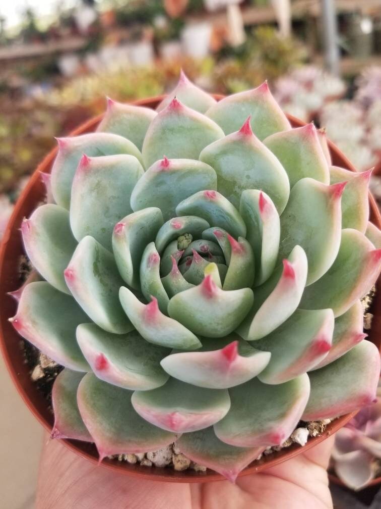 Echeveria Tippy (4"Pot) - Beaultiful Desert Plants 