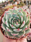 Echeveria Tippy (4"Pot) - Beaultiful Desert Plants 