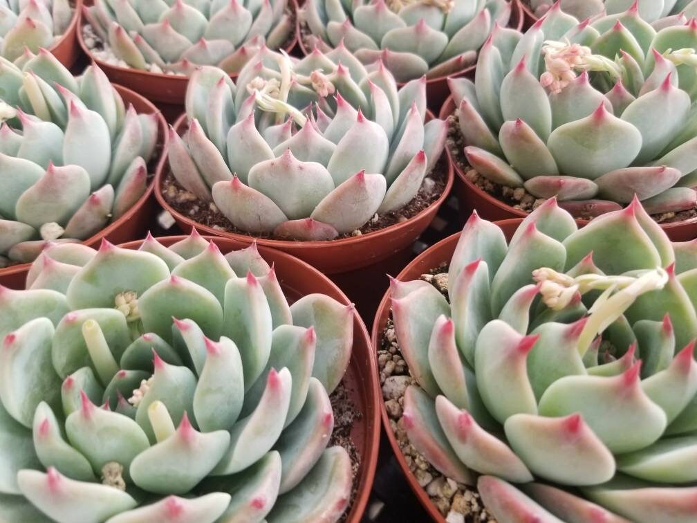 Echeveria Tippy (4"Pot) - Beaultiful Desert Plants 