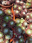 Sempervivum Arachnoideum  (4"Pot) - Beaultiful Desert Plants 