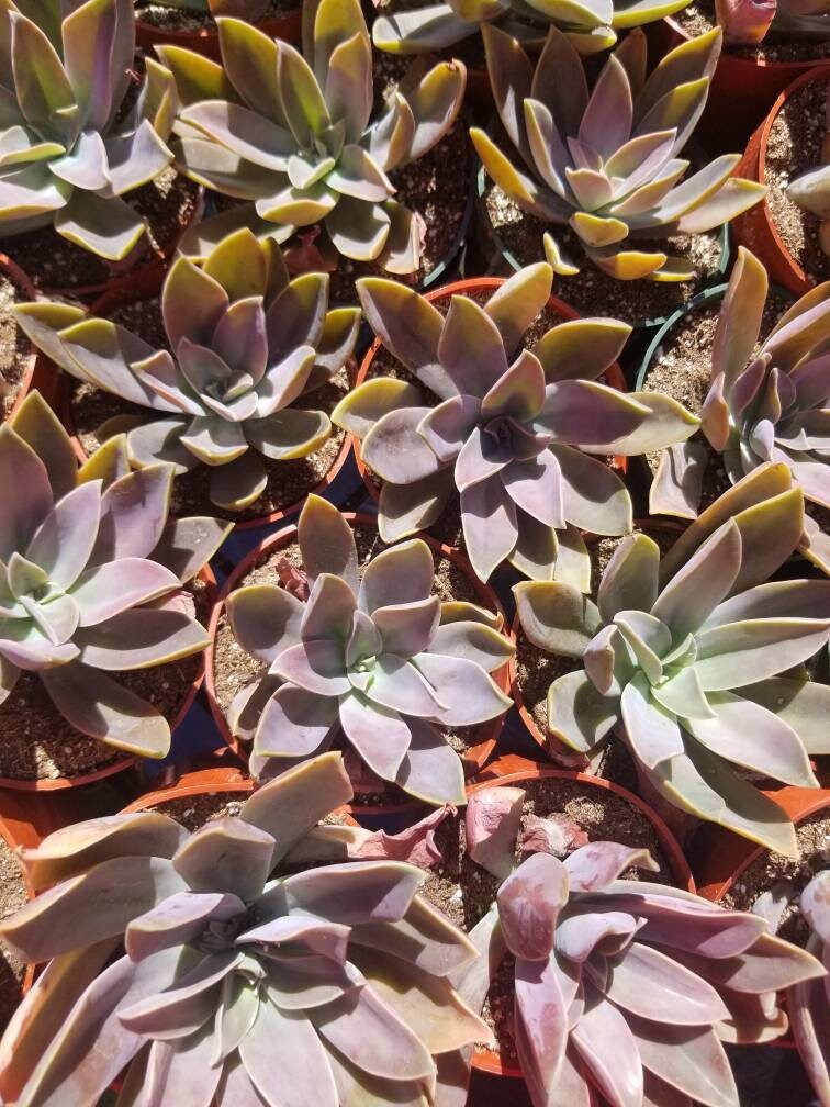 Graptoveria Fred Ives (4" Pot) - Beaultiful Desert Plants 