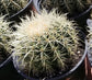 Golden Barrel Cactus "Echinocactus grusonii" - Beaultiful Desert Plants 