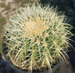 Golden Barrel Cactus "Echinocactus grusonii" - Beaultiful Desert Plants 