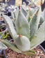 Agave Parryi Truncata Huntington - Beaultiful Desert Plants 