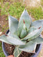 Agave Parryi Truncata Huntington - Beaultiful Desert Plants 