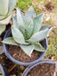 Agave Parryi Truncata Huntington - Beaultiful Desert Plants 