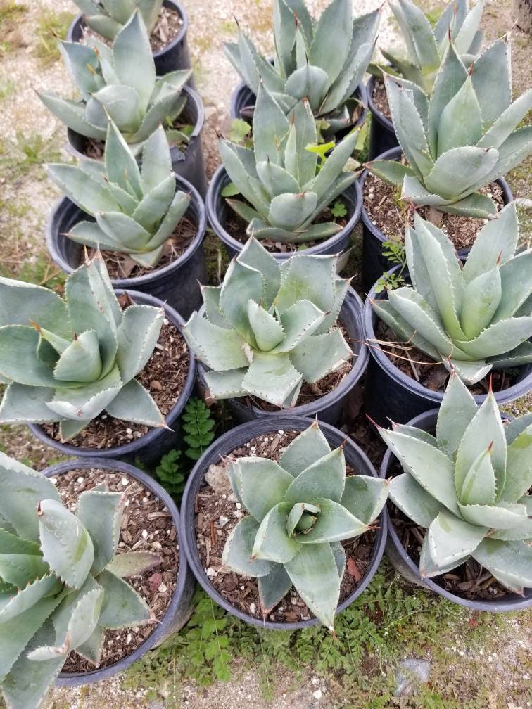 Agave Parryi Truncata Huntington - Beaultiful Desert Plants 