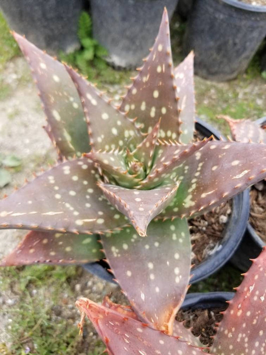 Aloe Saponaria - Beaultiful Desert Plants 