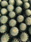 Golden Barrel Cactus "Echinocactus grusonii" - Beaultiful Desert Plants 