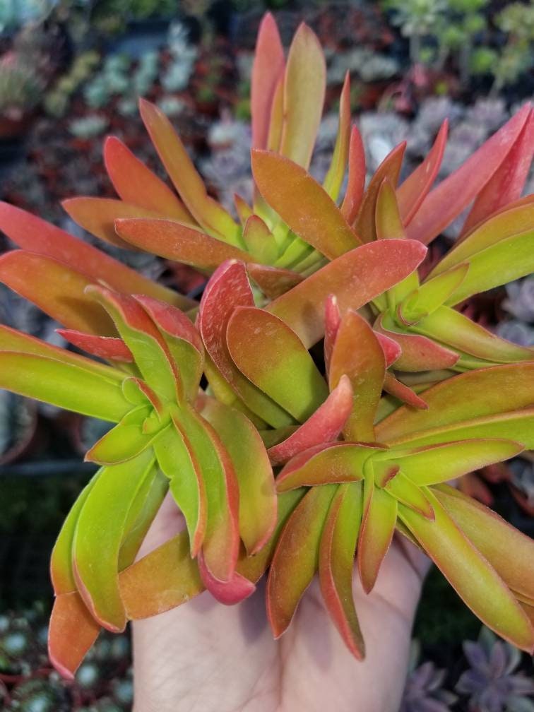 Crassula Campfire (4"Pot) - Beaultiful Desert Plants 