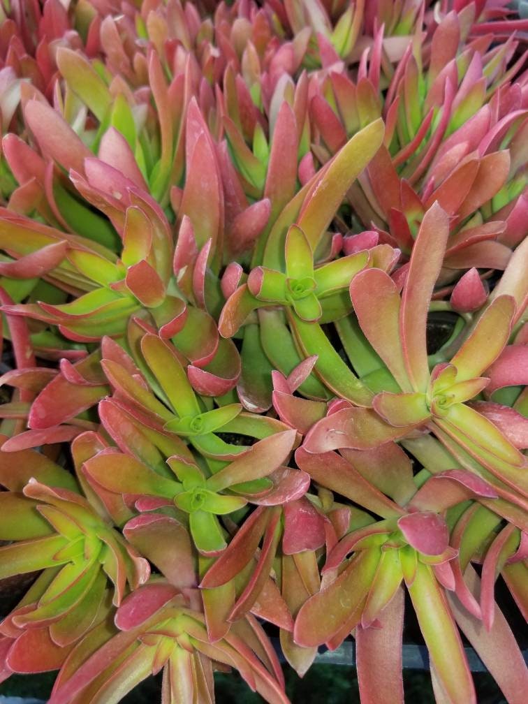 Crassula Campfire (4"Pot) - Beaultiful Desert Plants 