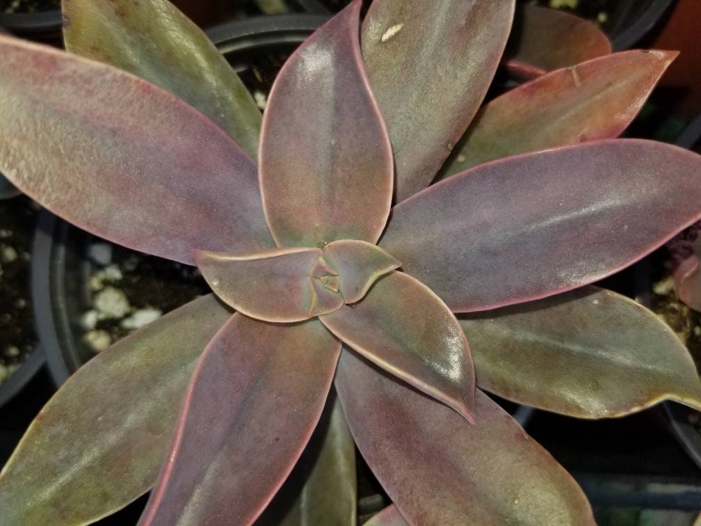 Graptoveria Fred Ives (4" Pot) - Beaultiful Desert Plants 