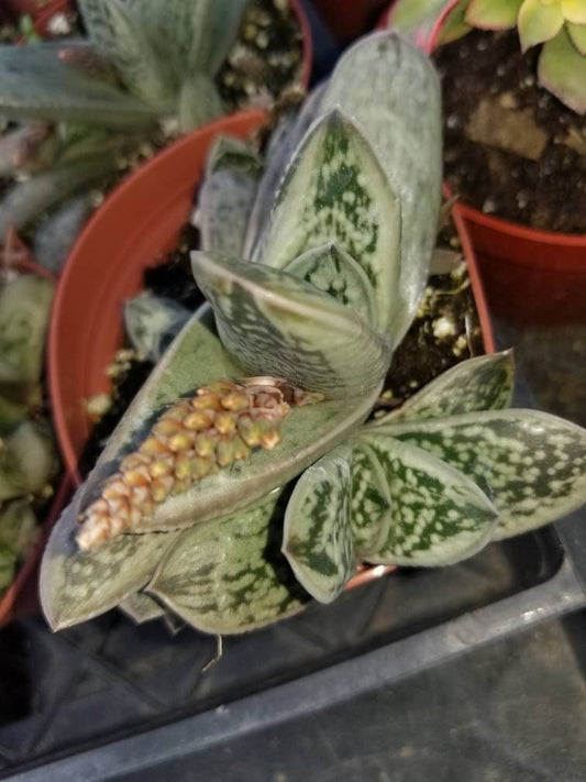 Gasteria Little Warty (4" Pot) - Beaultiful Desert Plants 