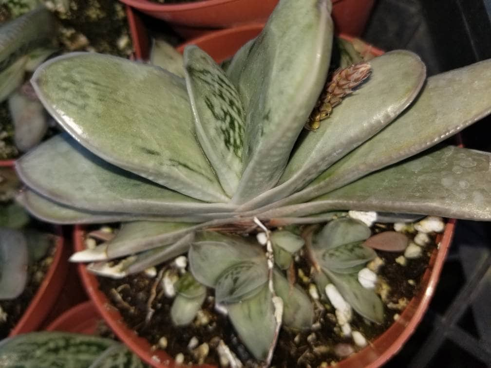 Gasteria Little Warty (4" Pot) - Beaultiful Desert Plants 