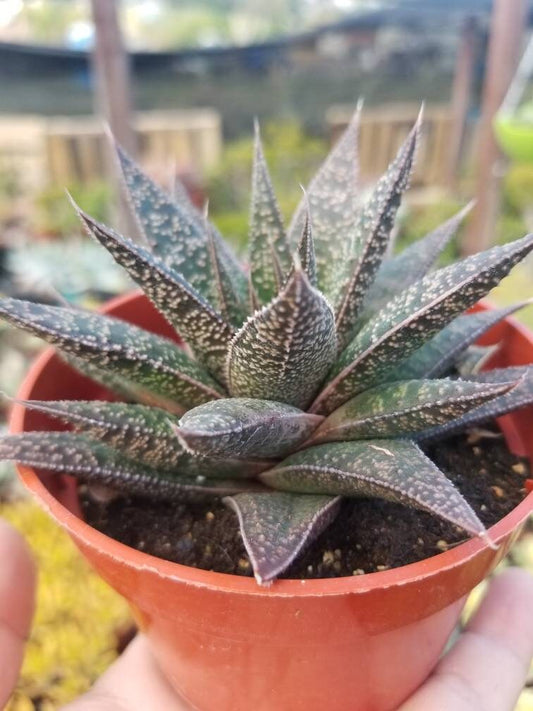 Gasteria Flow  (4" Pot) - Beaultiful Desert Plants 