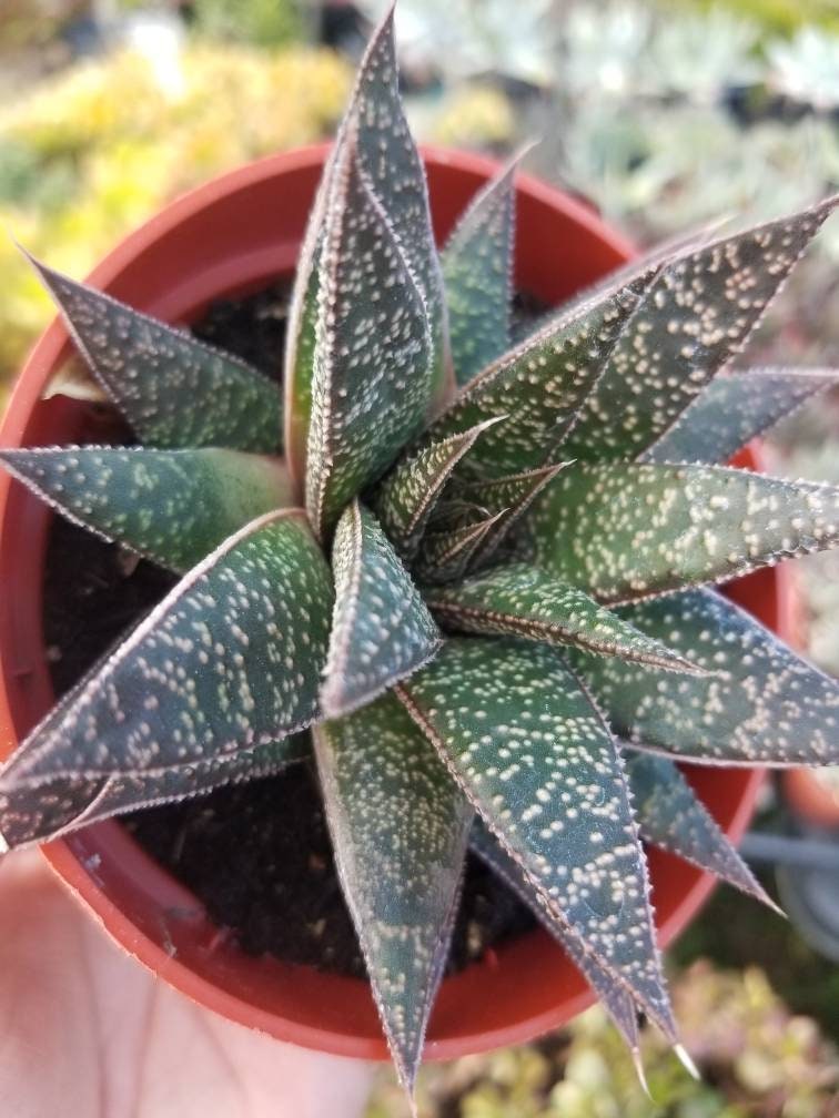 Gasteria Flow  (4" Pot) - Beaultiful Desert Plants 