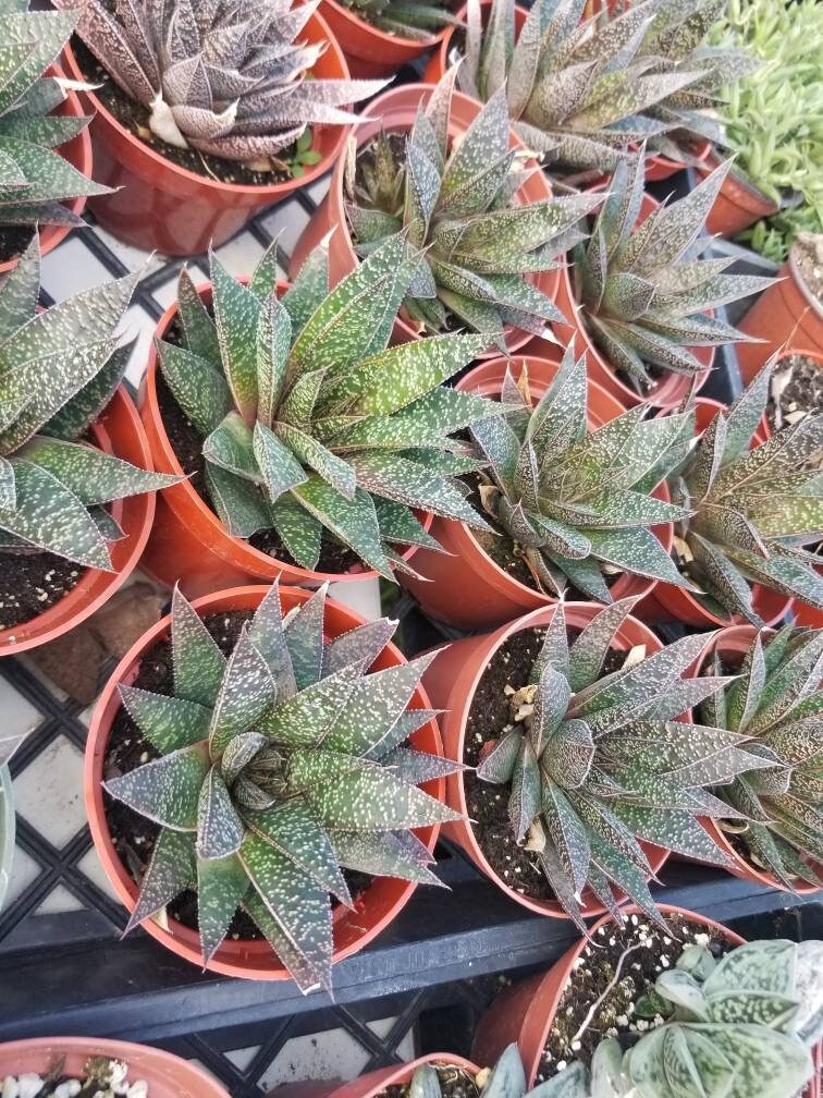 Gasteria Flow  (4" Pot) - Beaultiful Desert Plants 