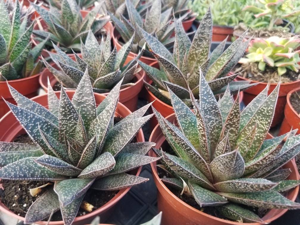 Gasteria Flow  (4" Pot) - Beaultiful Desert Plants 