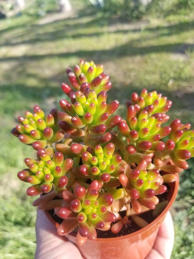 Sedum Jelly Beans (4"pot) - Beaultiful Desert Plants 