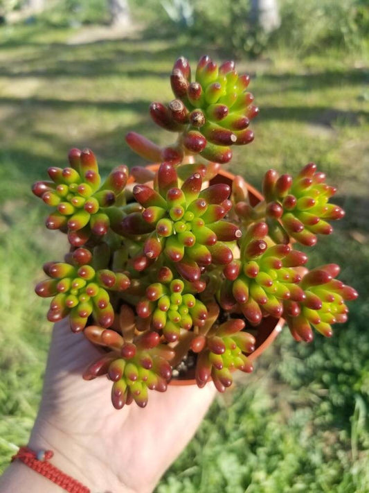 Sedum Jelly Beans (4"pot) - Beaultiful Desert Plants 