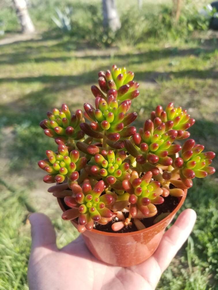 Sedum Jelly Beans (4"pot) - Beaultiful Desert Plants 