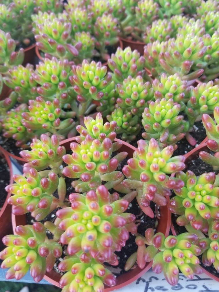 Sedum Jelly Beans (4"pot) - Beaultiful Desert Plants 