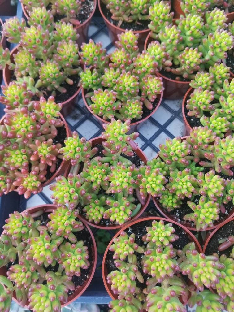 Sedum Jelly Beans (4"pot) - Beaultiful Desert Plants 