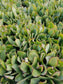 Crassula Undulatifolia  (4"pot) - Beaultiful Desert Plants 