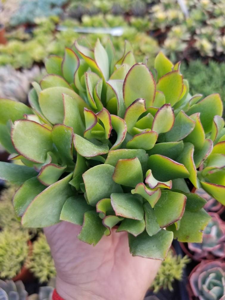 Crassula Undulatifolia  (4"pot) - Beaultiful Desert Plants 