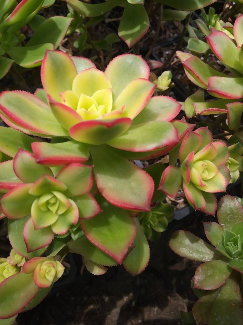 Aeonium Kiwi (4" Pot) - Beaultiful Desert Plants 