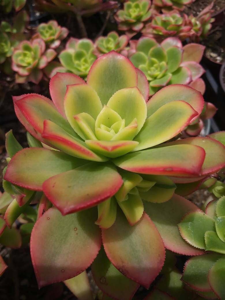 Aeonium Kiwi (4" Pot) - Beaultiful Desert Plants 