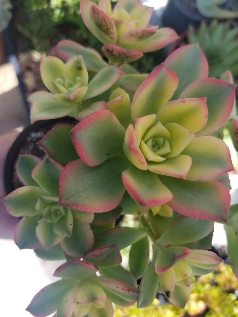 Aeonium Kiwi (4" Pot) - Beaultiful Desert Plants 