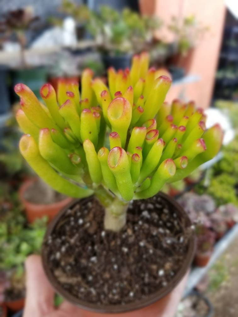 Crassula Ovata Gollum - Beaultiful Desert Plants 