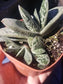 Gasteria Little Warty (4" Pot) - Beaultiful Desert Plants 