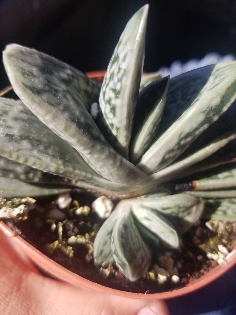 Gasteria Little Warty (4" Pot) - Beaultiful Desert Plants 