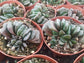 Haworthia Truncata "Horse's teeth" (4" Pot) - Beaultiful Desert Plants 