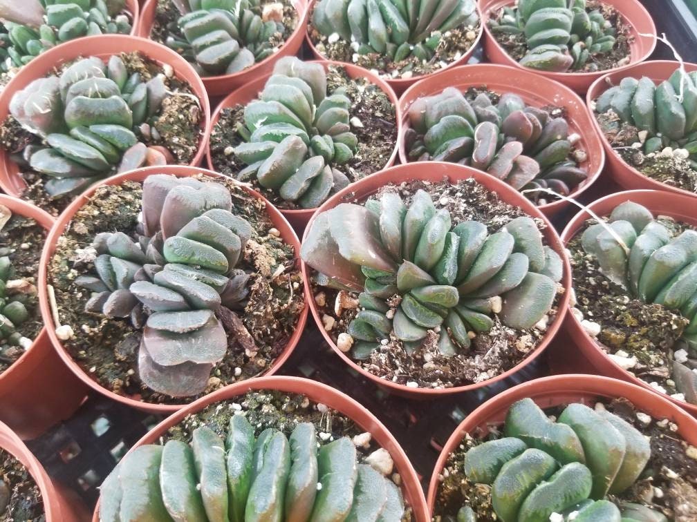 Haworthia Truncata "Horse's teeth" (4" Pot) - Beaultiful Desert Plants 