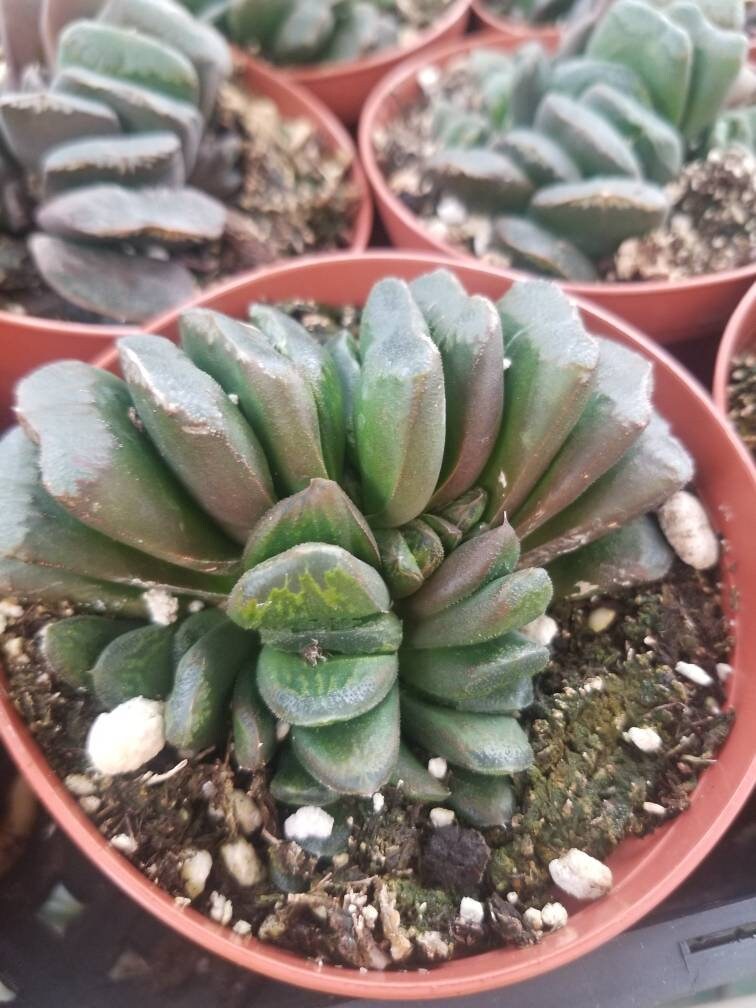 Haworthia Truncata "Horse's teeth" (4" Pot) - Beaultiful Desert Plants 