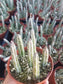 Senecio stapeliformis (4" Pot) - Beaultiful Desert Plants 