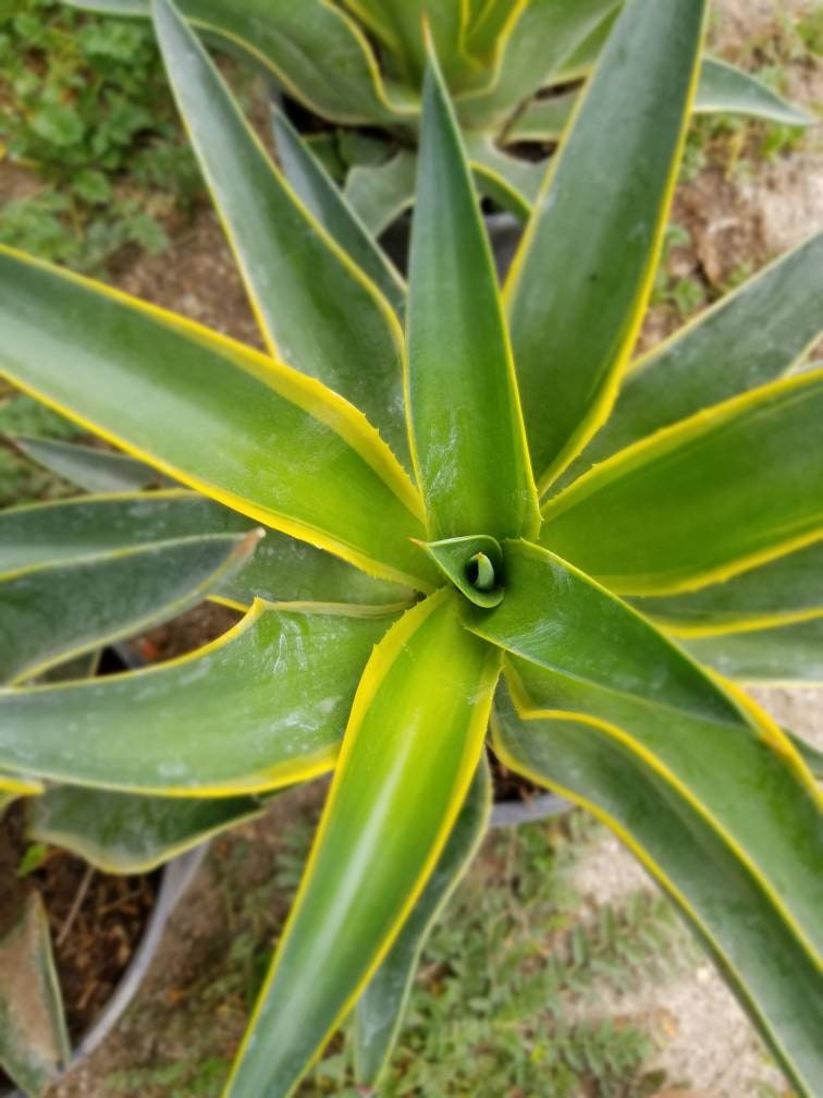 Agave Desmettianna Variegated - Beaultiful Desert Plants 