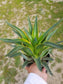 Agave Desmettianna Variegated - Beaultiful Desert Plants 