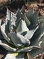 Agave Parryi - Beaultiful Desert Plants 