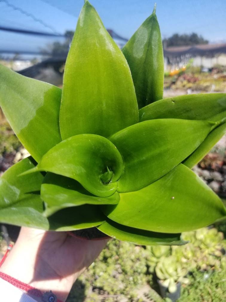 Sansevieria Black Jade (4" Pot) - Beaultiful Desert Plants 