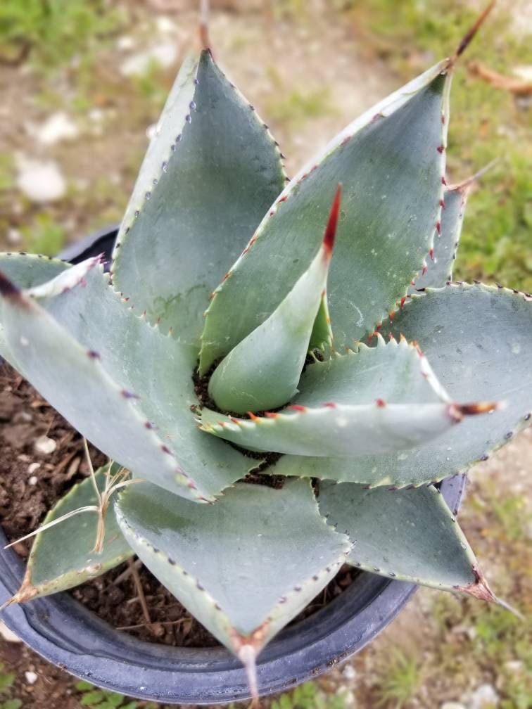 Agave Parryi Truncata Huntington - Beaultiful Desert Plants 