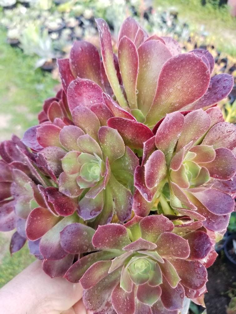 Aeonium Salad Bowl Bouquet - Beaultiful Desert Plants 