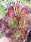 Aeonium Salad Bowl Bouquet - Beaultiful Desert Plants 