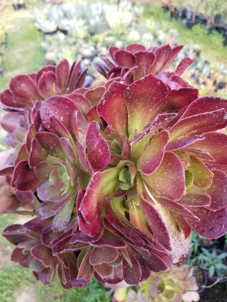 Aeonium Salad Bowl Bouquet - Beaultiful Desert Plants 