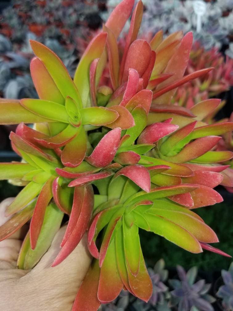 Crassula Campfire (4"Pot) - Beaultiful Desert Plants 