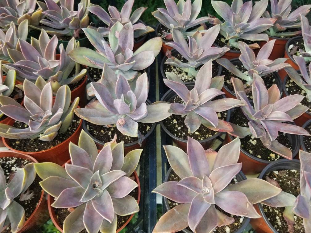 Graptoveria Fred Ives (4" Pot) - Beaultiful Desert Plants 