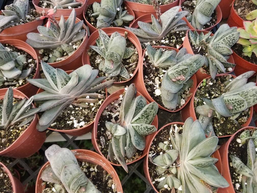 Gasteria Little Warty (4" Pot) - Beaultiful Desert Plants 